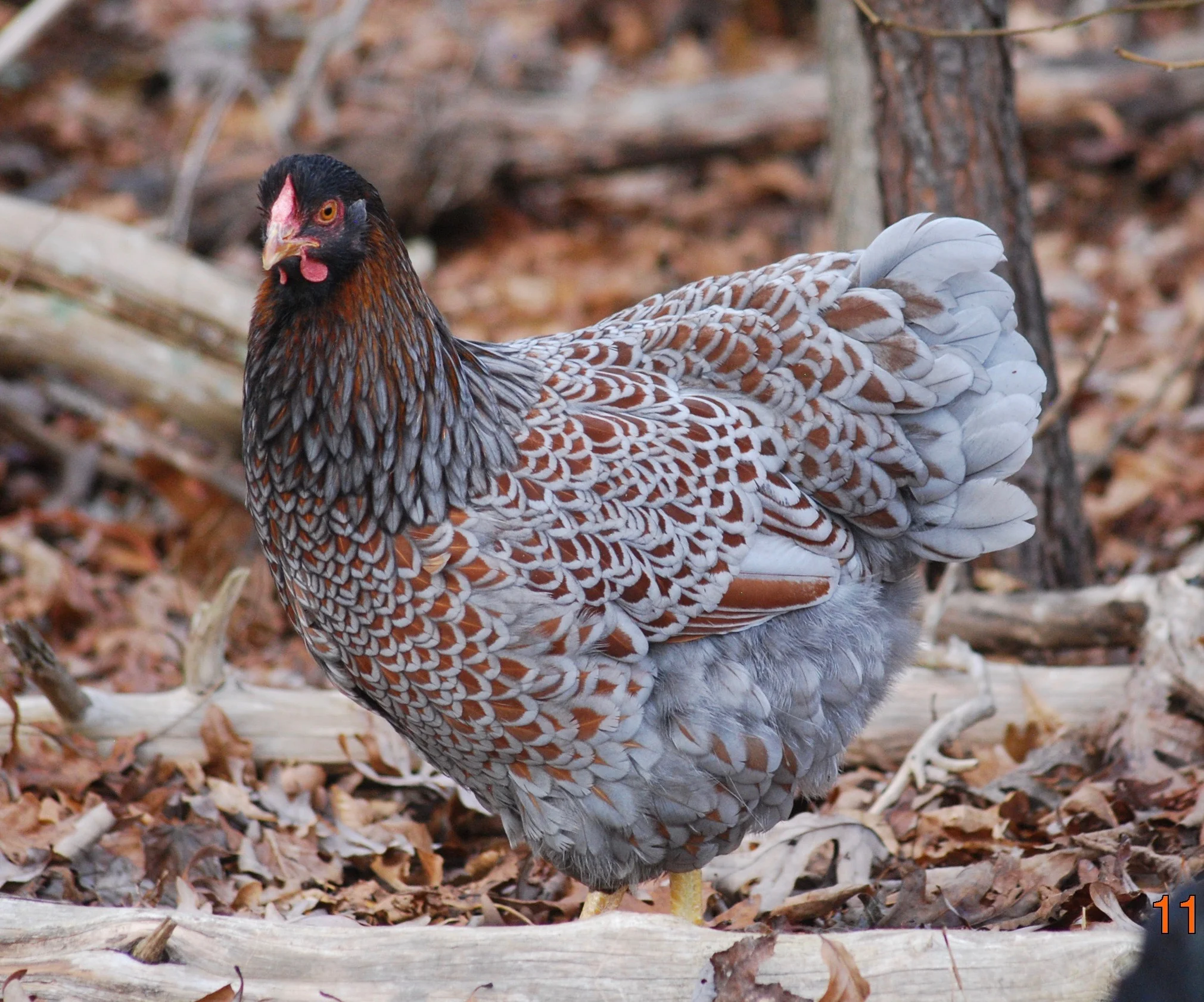Blue Laced Red Wyandotte DRAGONFLY FARM